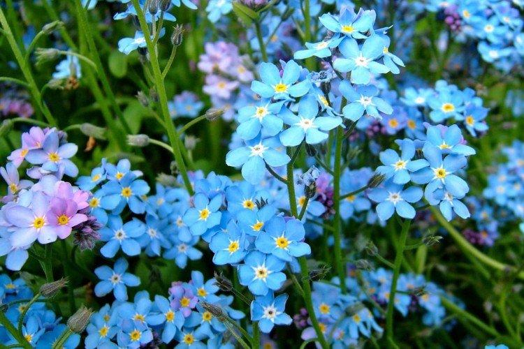 Forget-me-nots - photo