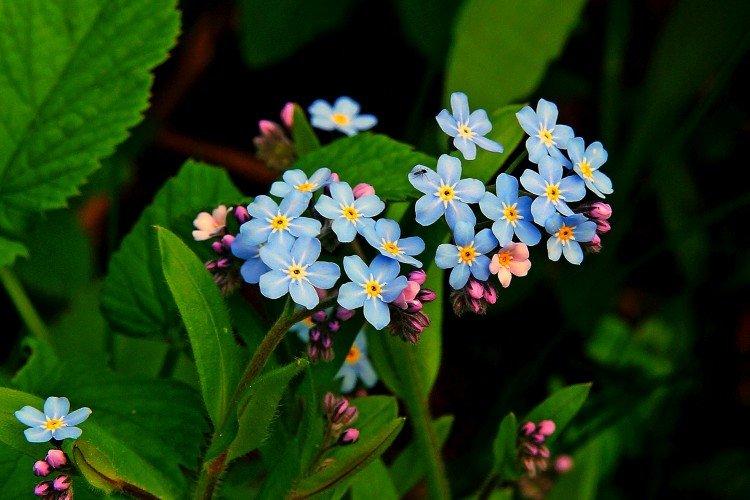 Forget-me-nots - photo