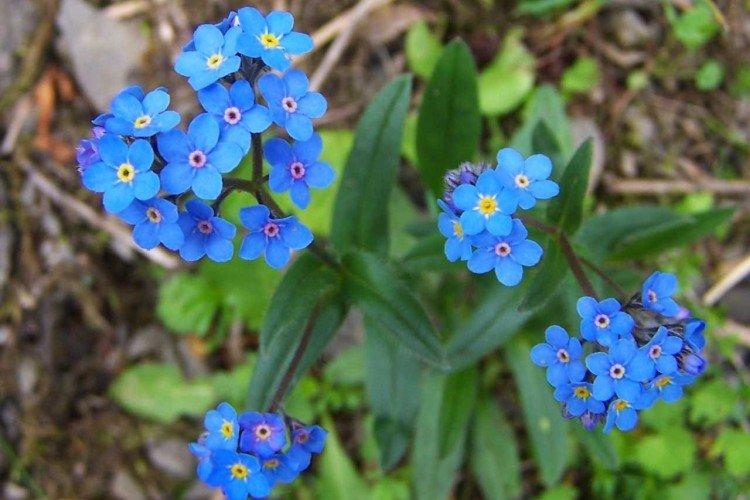 Forget-me-nots - photo