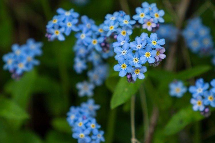 Rugueux myosotis