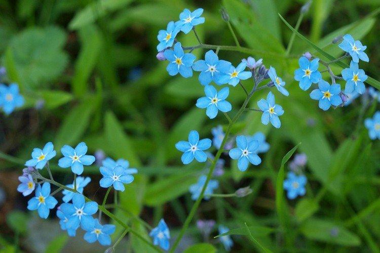 Forêt myosotis