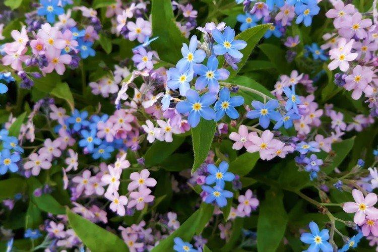Myosotis hybride