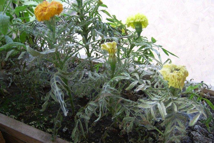 Lutte contre les parasites et les maladies