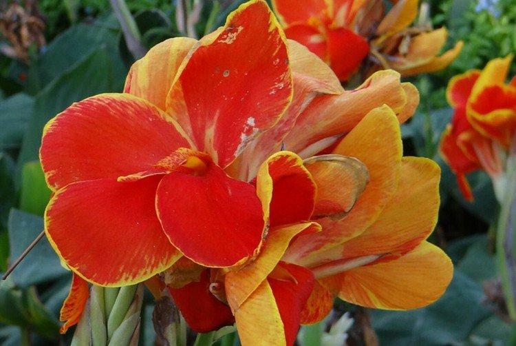 Cannes après la floraison