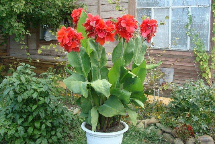 Plantation et sélection