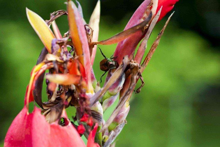 Lutte contre les parasites et les maladies