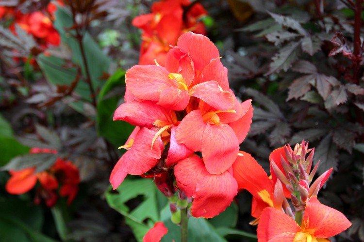Canna - photo