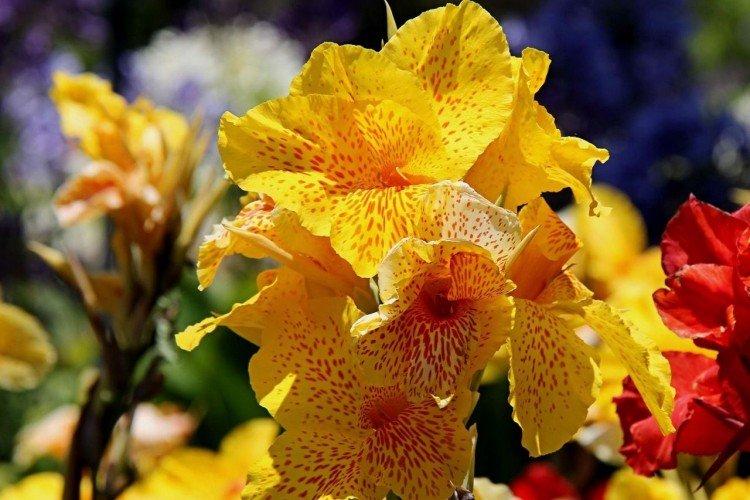 Canna - photo