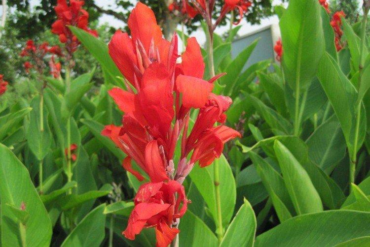 Canna - photo