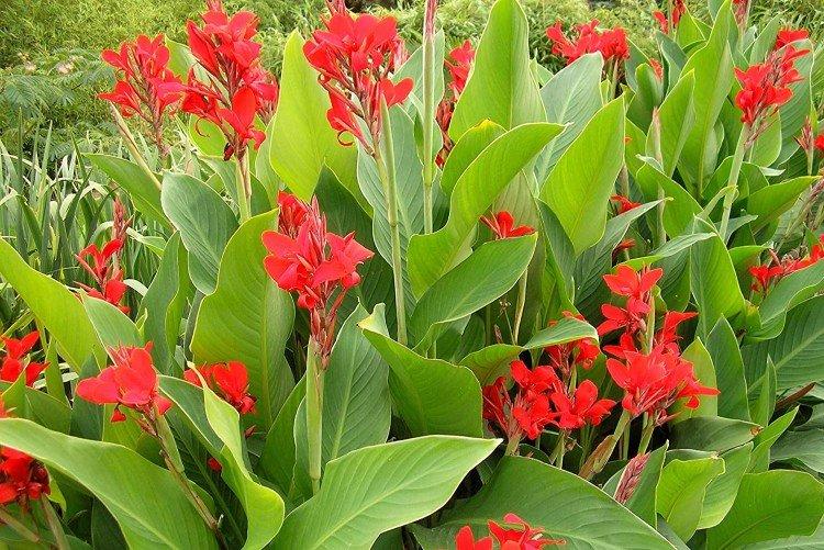 Canna à feuilles caduques