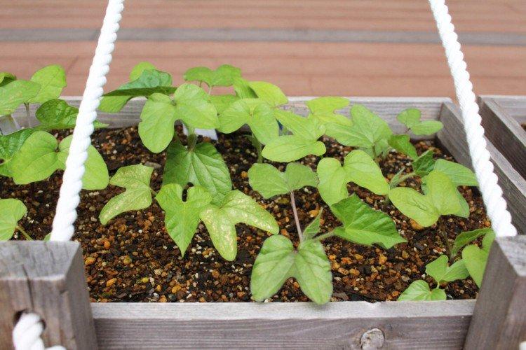 Plantation et sélection