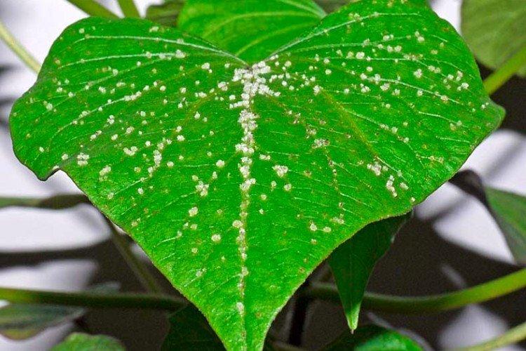 Lutte contre les parasites et les maladies