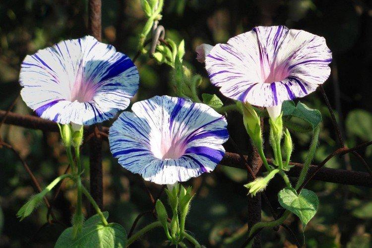 Gloire du matin - photo