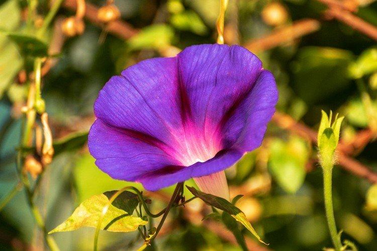 Gloire du matin - photo