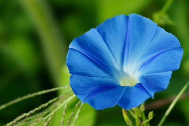 Gloire du matin - photo