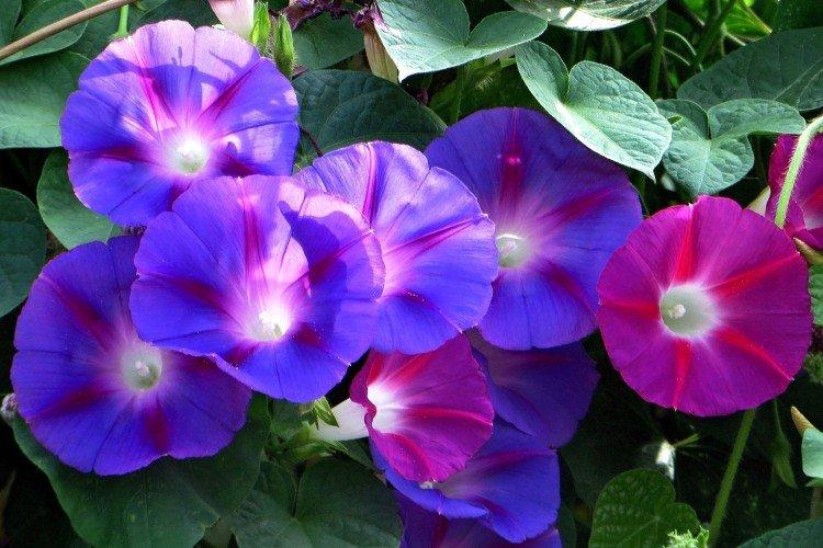 Gloire du matin - photo