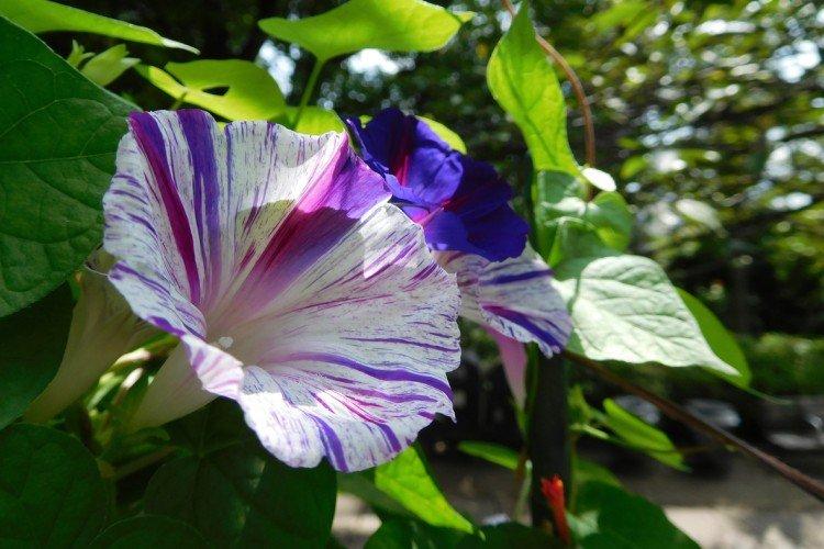 Gloire du matin - photo