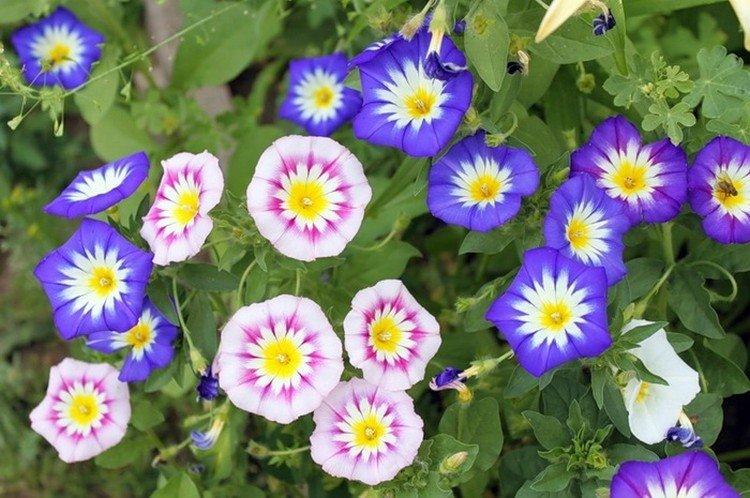 Gloire du matin tricolore