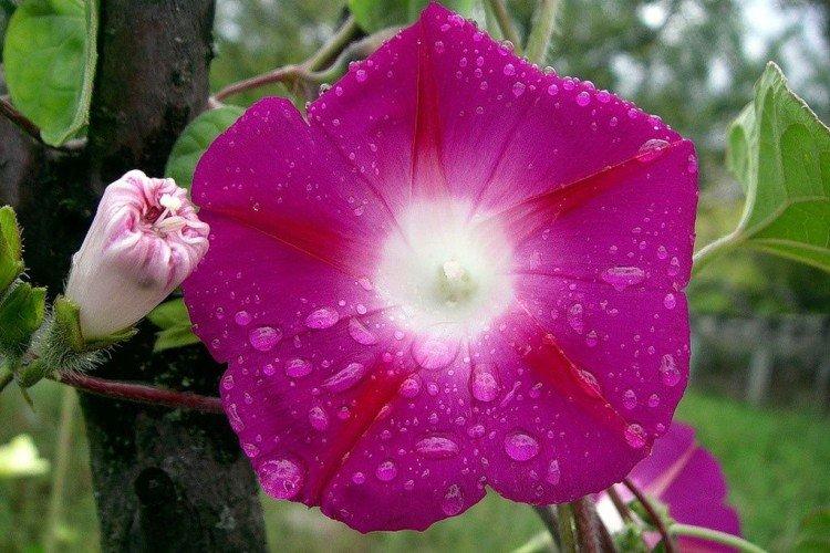 Gloire du matin - photo