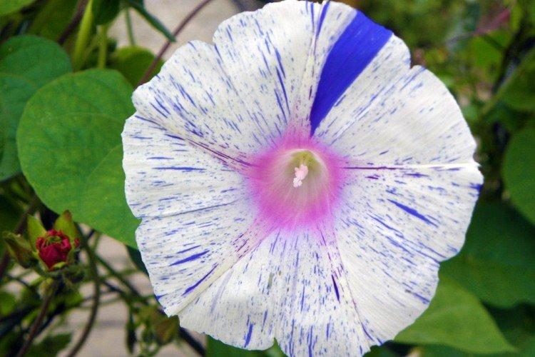 Gloire du matin - photo