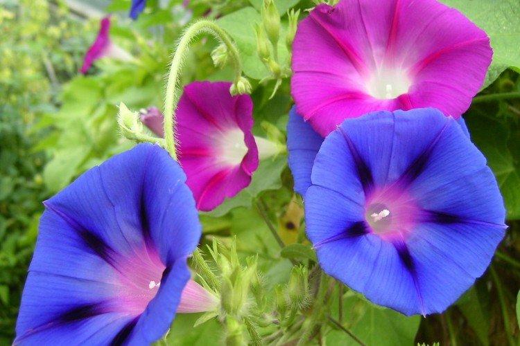 Gloire du matin - photo