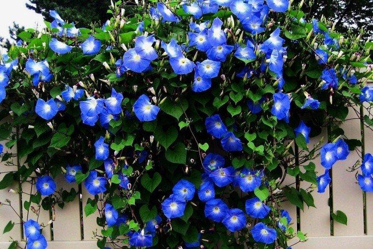 Gloire du matin - photo