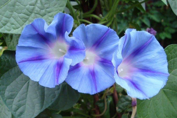 Gloire du matin - photo