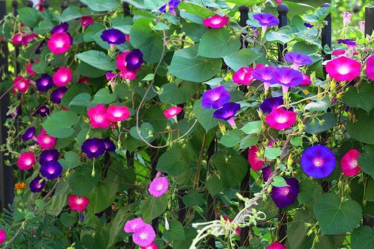 Gloire du matin - photo