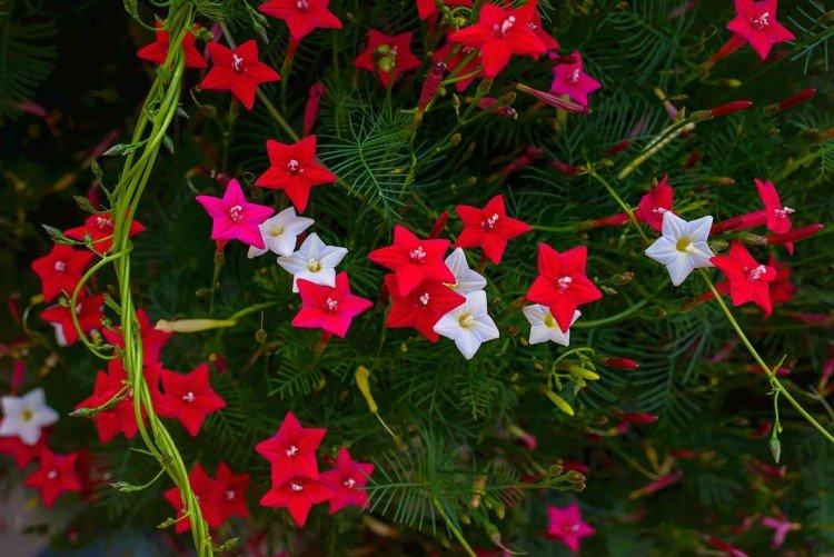 Gloire du matin Kvamoklit