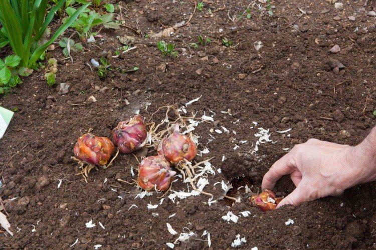 Plantation et sélection