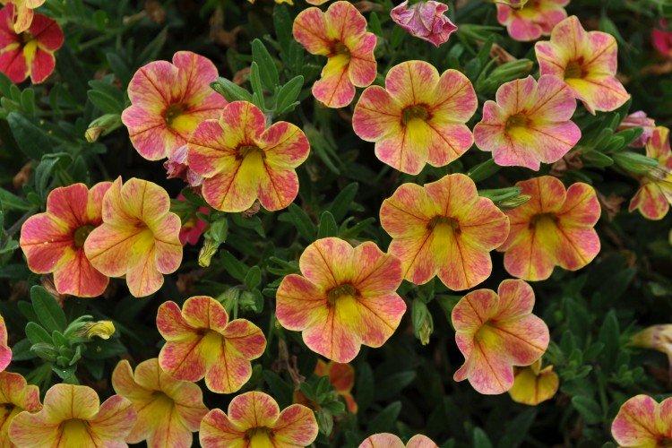 Calibrachoa - photo