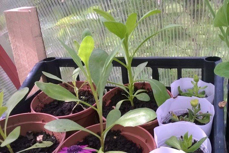 Plantation et sélection