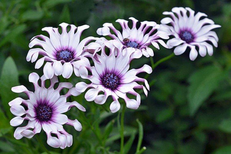 Ostéospermum - photo