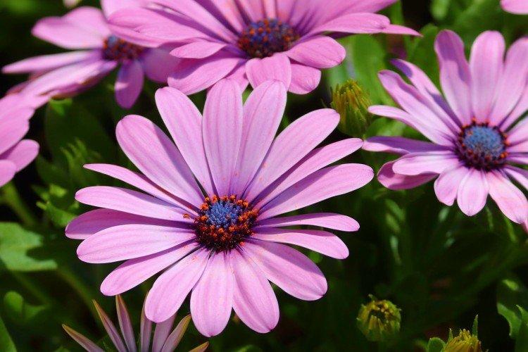 Ostéospermum - photo