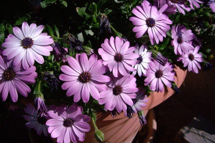 Ostéospermum - photo