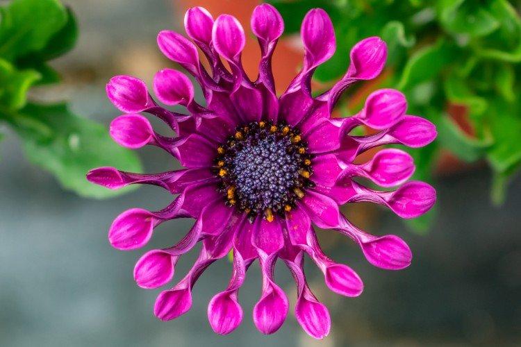 Ostéospermum - photo