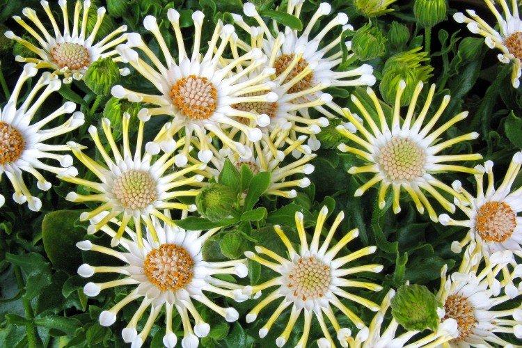 Ostéospermum - photo