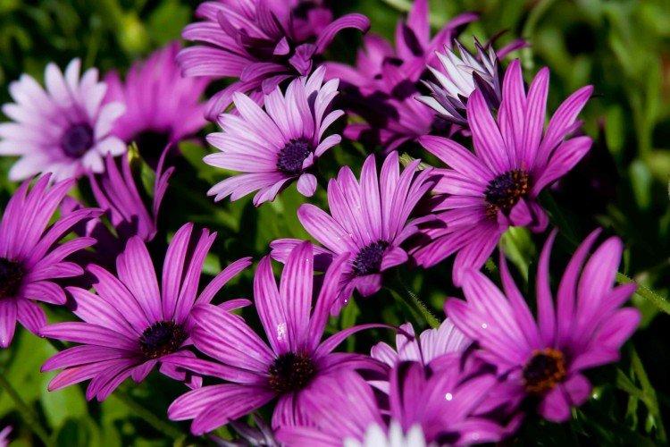 Ostéospermum - photo