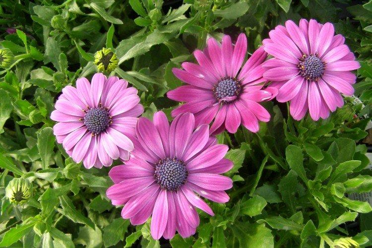 L'ostéospermum est perceptible