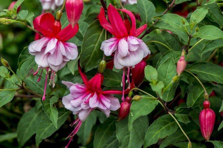 Fuchsia extérieur