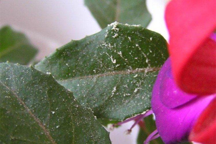 Lutte contre les parasites et les maladies