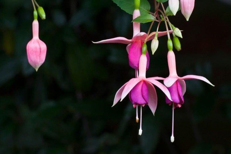 Fuchsia - photo