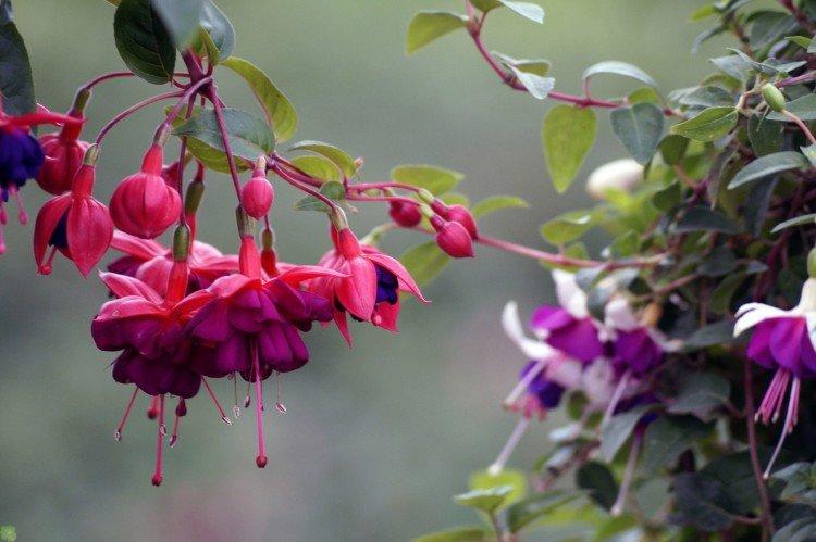 Fuchsia - photo