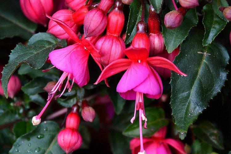 Fuchsia pétillant