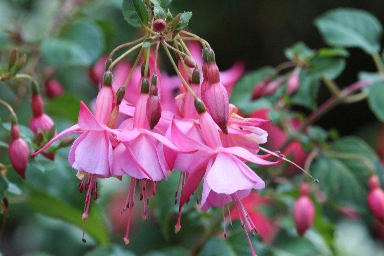 Fuchsia - photo