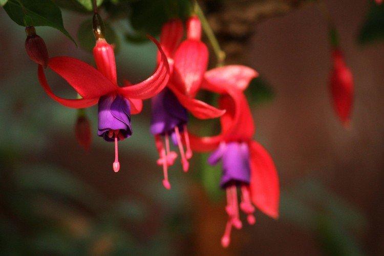 Fuchsia - photo