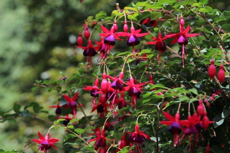 Fuchsia - photo