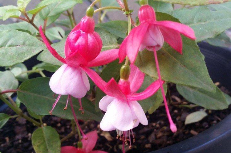 Fuchsia gracieux