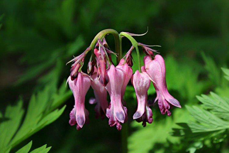 Dicentra - photo
