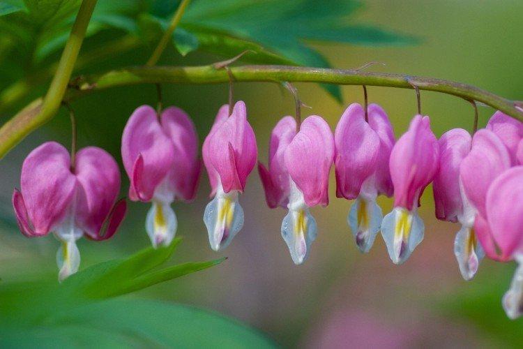 Dicentra - photo
